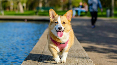 How to Choose the Best Dog Insurance Plan for Your Furry Friend