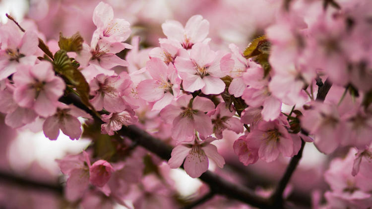 Cherry Blossom Package & Tea at Rosewood Washington, D.C.