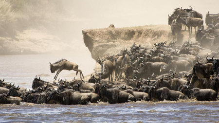 Exploring East Africa: Masai Mara, Serengeti and Gorillas
