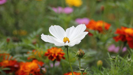 Where to See Wildflowers This Spring Around the World 