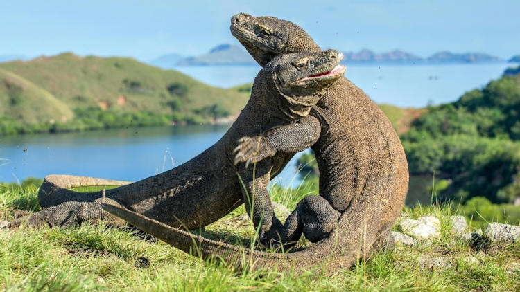 Indonesia Family Adventure: Extraordinary Journeys Crafts the Ultimate 12-Day Odyssey
