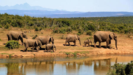 How to Plan a Luxury Safari for an Unforgettable Travel Experience