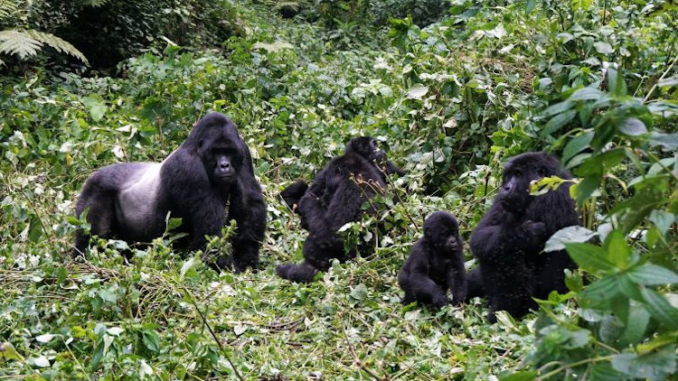 gorilla safari